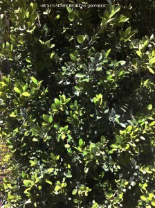 Buxus sempervirens 'Monrue' - foliage